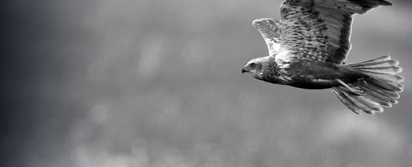 Hawk